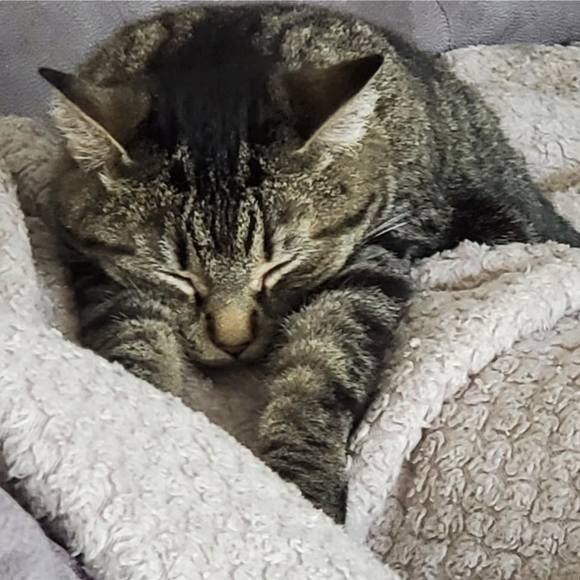 Meet your Posher, Amanda - Picture 1 of 1